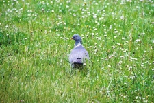 Dove in a field