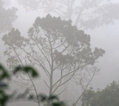 árvore envolta em névoa