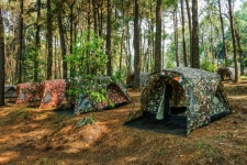 Trip Campsite In Pine Forest At Phu Hin