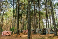 Utazási kemping fenyves erdőben Phu Hinn