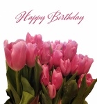 Urodziny tulipana z życzeniami