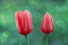Fleur de tulipe fleur rouge