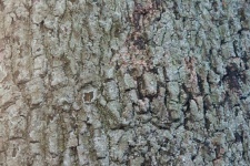 View Of Rough Texture With Lichen