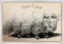 Búfalo do vintage cartão postal