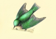 Rondine di uccelli in stile Art Nouveau 