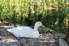 White Duck Lying on Rocky Shore