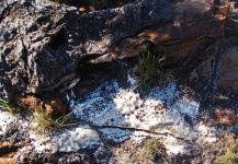 White quarts embedded in rock