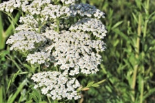 White Yarrow Wildflowers and Dew