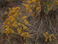 Gelbe Blumen auf Currybusch