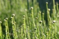 Young Green Flower Buds