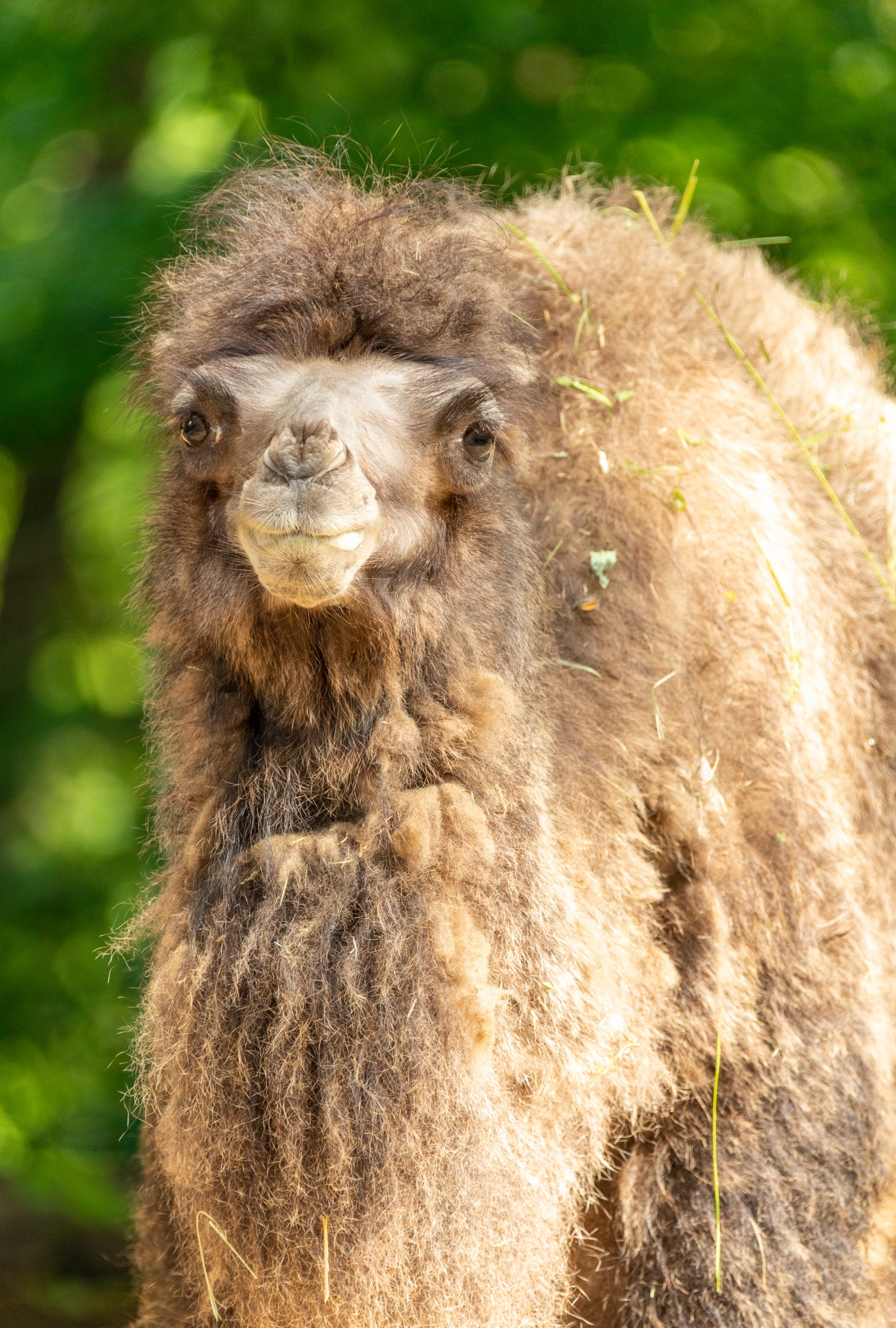 baby-camel-free-stock-photo-public-domain-pictures