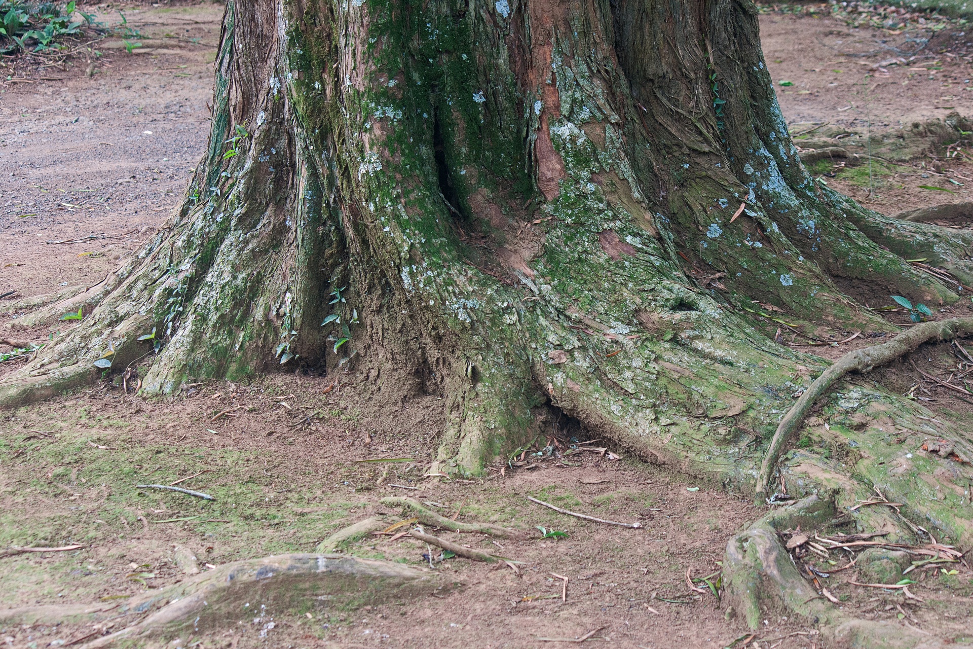 Base Of Large Tree Trunk With Roots