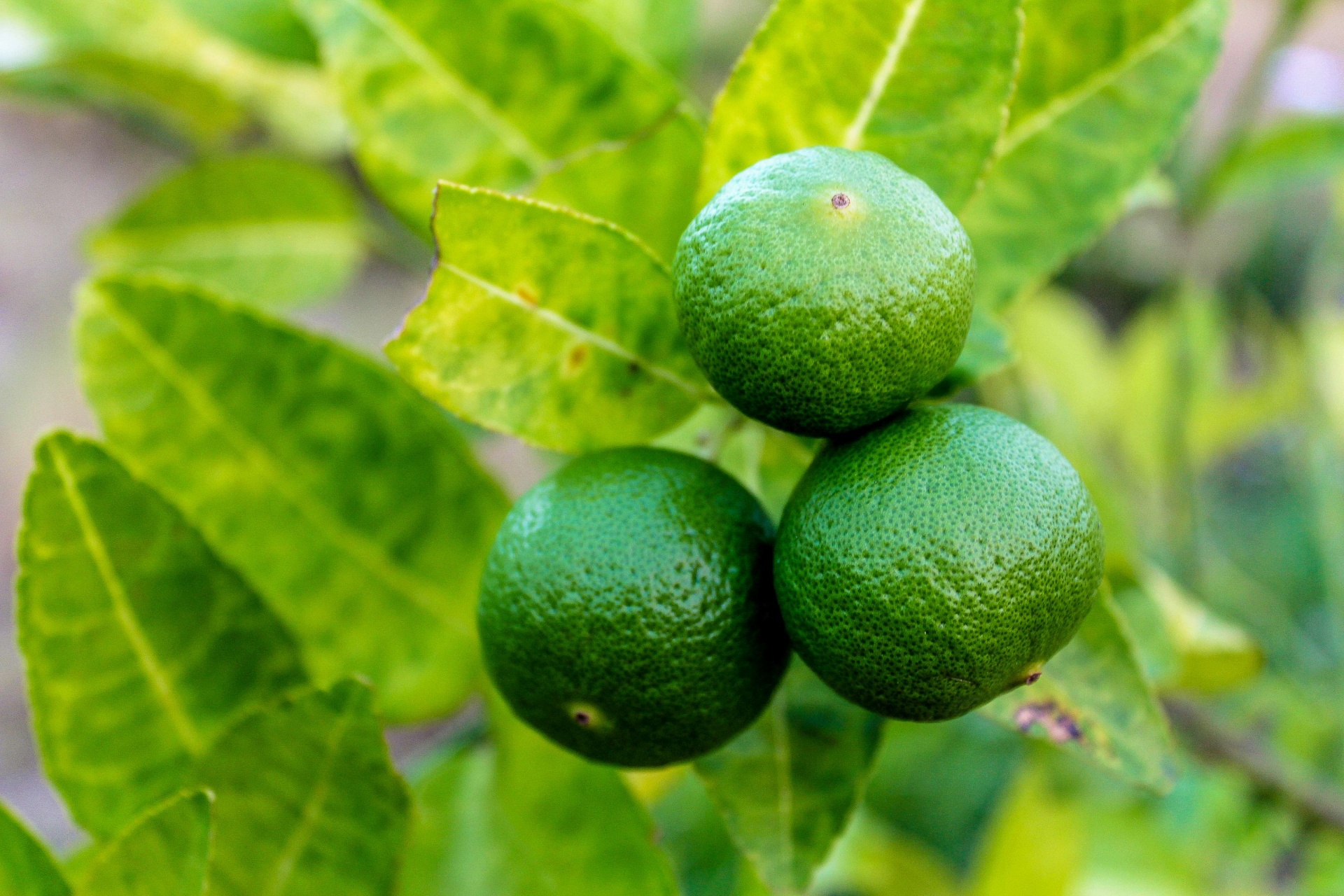 Fresh Limes On Lime Tree Free Stock Photo - Public Domain Pictures
