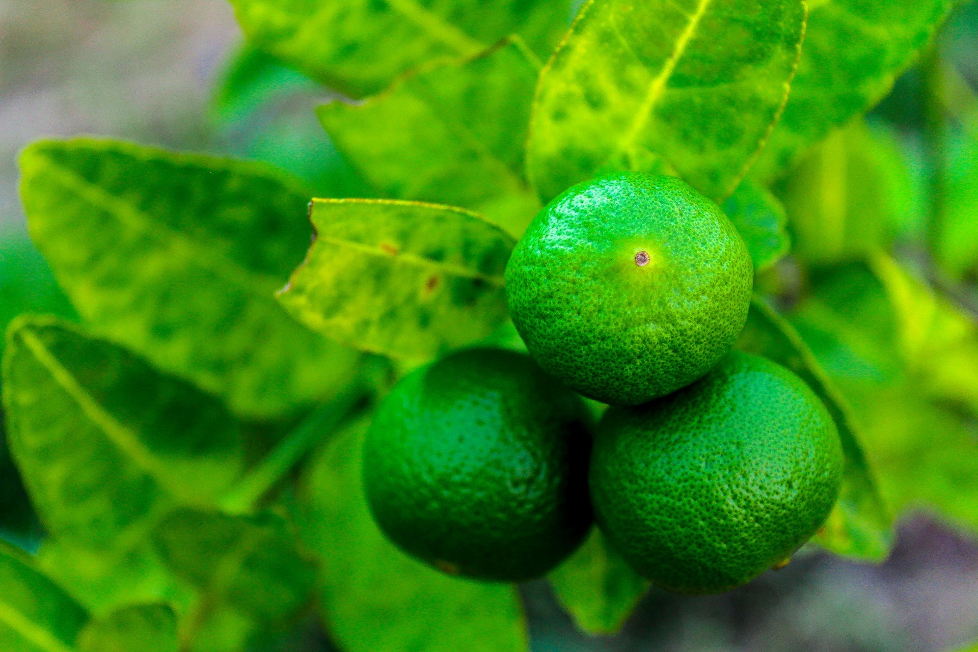 Fresh Limes On Lime Tree Free Stock Photo - Public Domain Pictures
