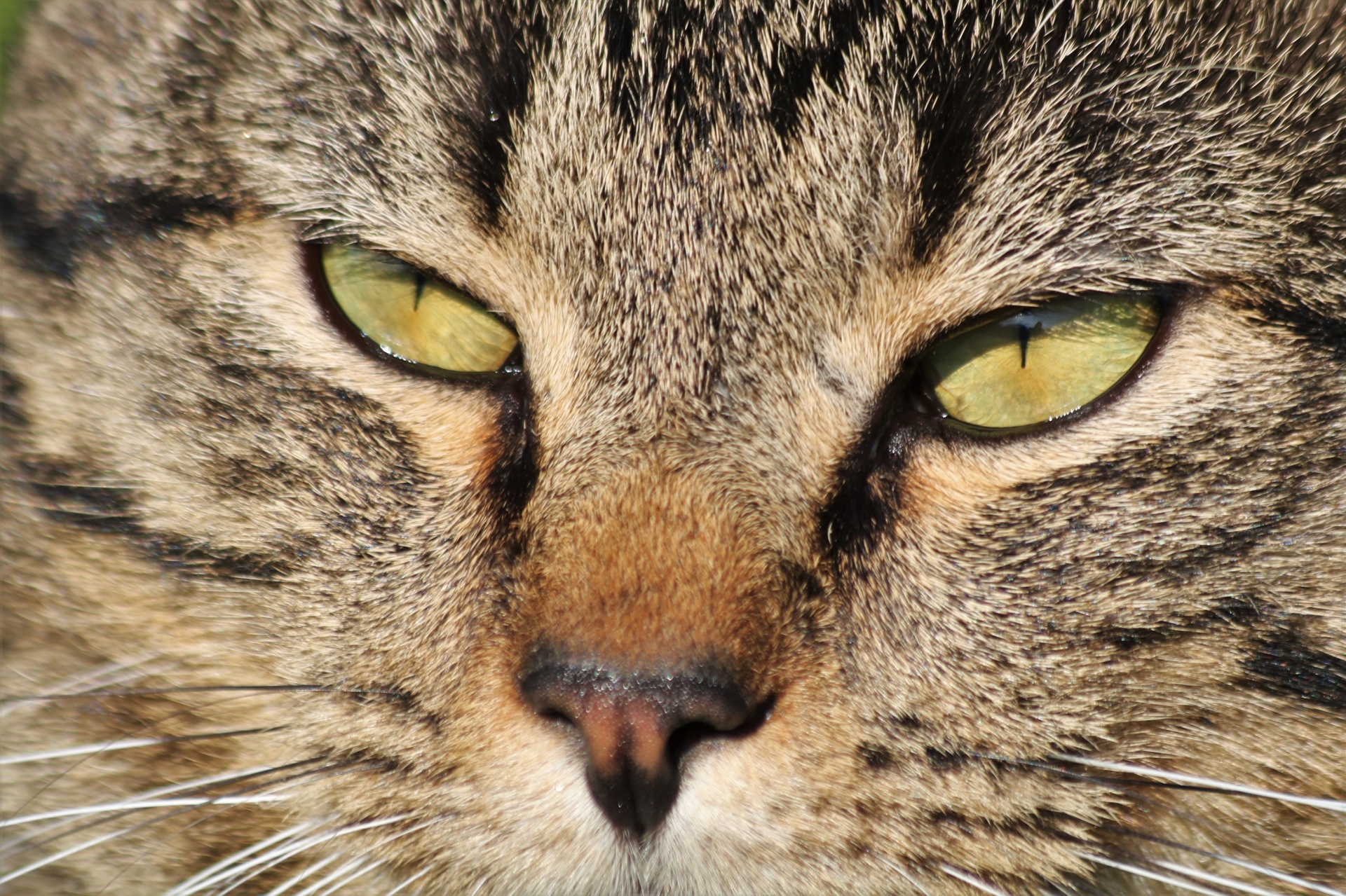 Green Eyes Of Gray Tabby Cat Free Stock Photo Public Domain Pictures