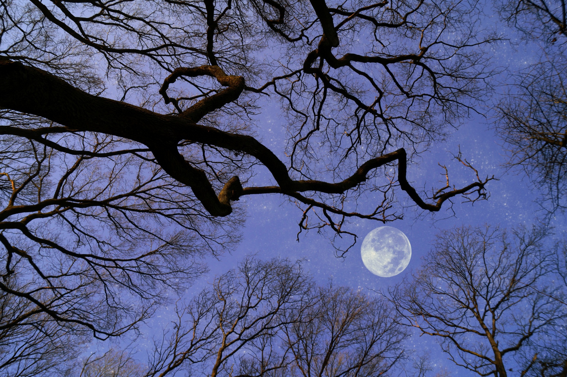 Moonlight Stars Trees Sky Free Stock Photo - Public Domain Pictures