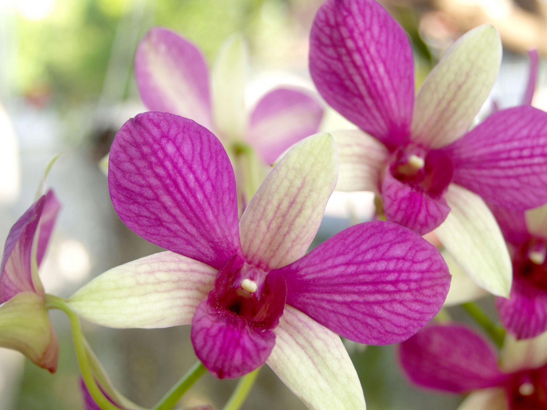 Love, Joy and Peas: Close Up Photos of Beautiful Orchids
