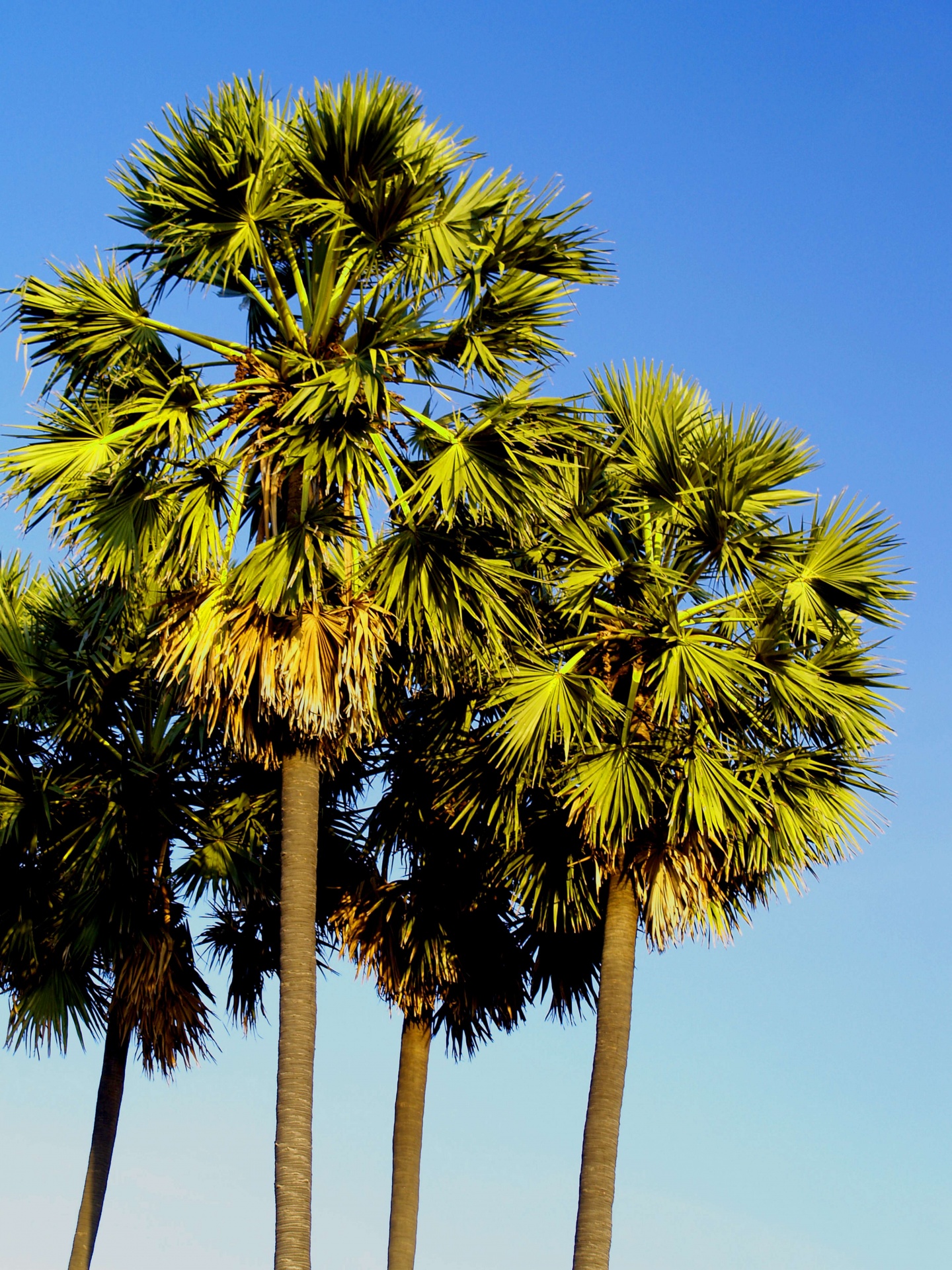 棕榈 假期 树 - Pixabay上的免费照片 - Pixabay