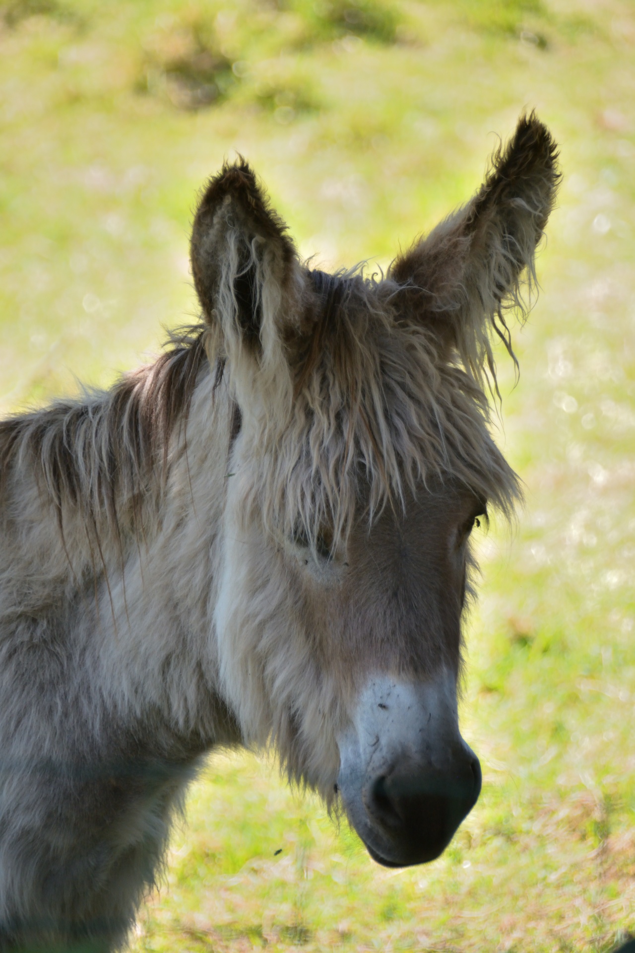 Donkey Portrait Free Stock Photo Public Domain Pictures