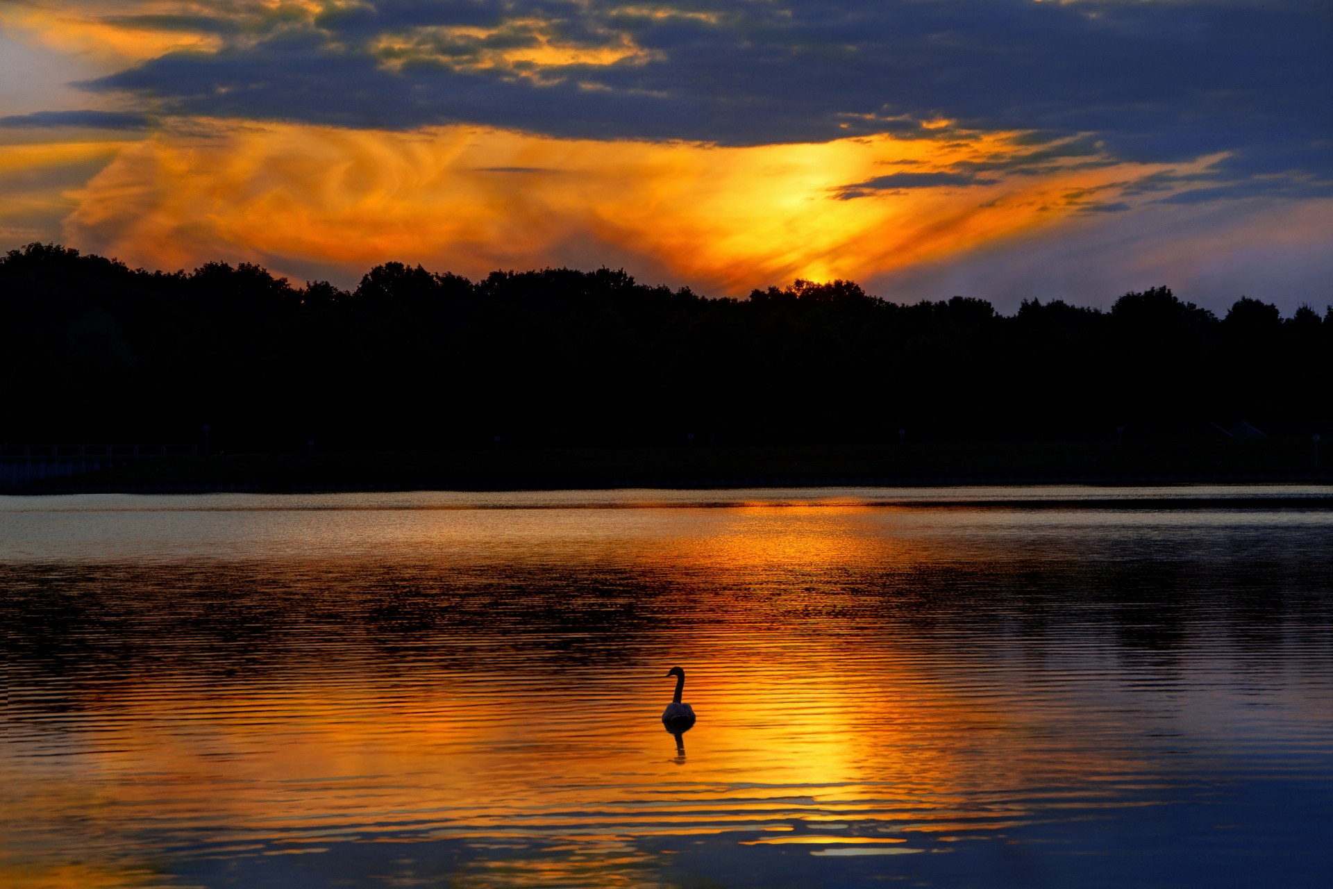 Lago cisne pôr do sol céu