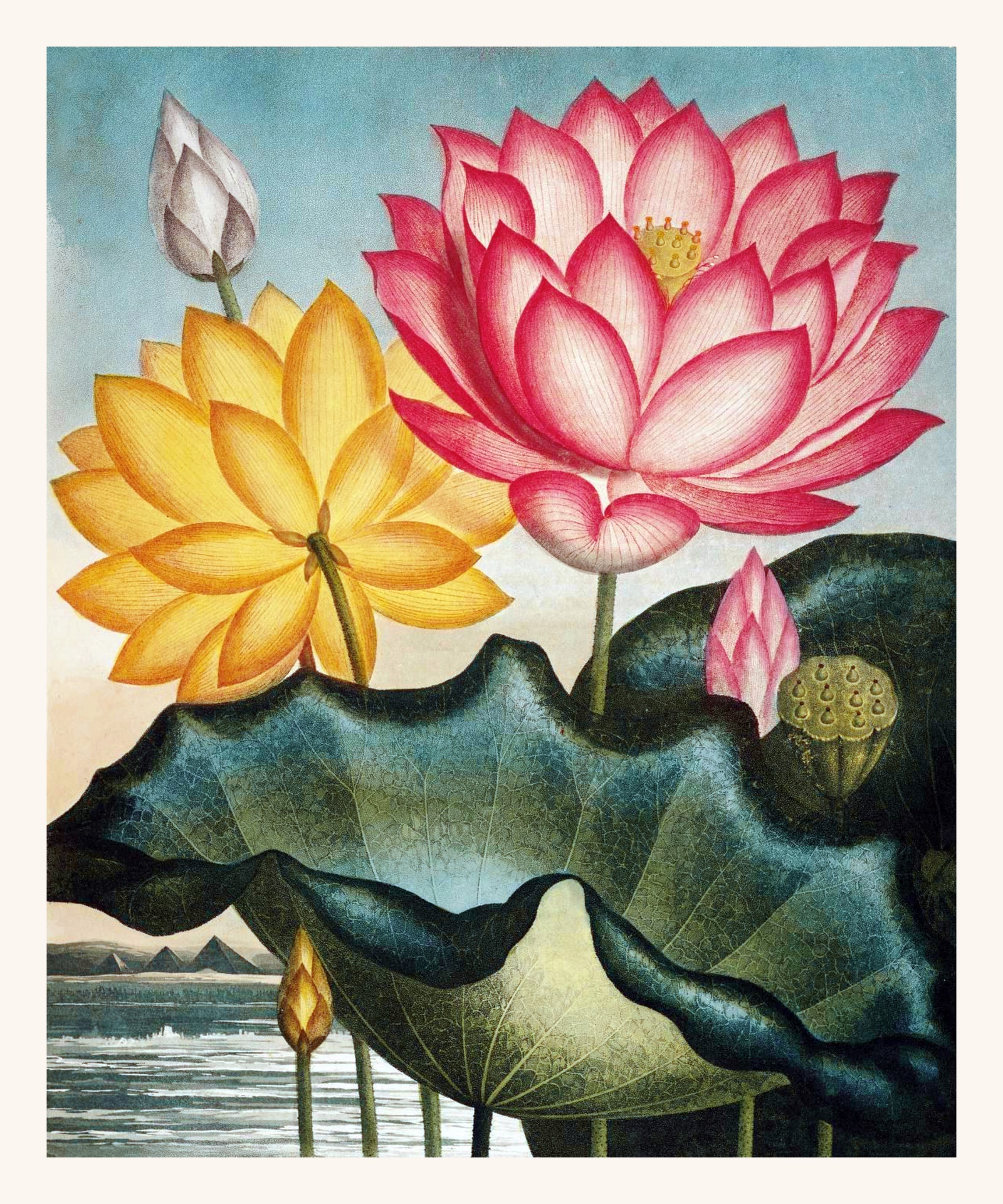 Water Lily Art Painted Vintage