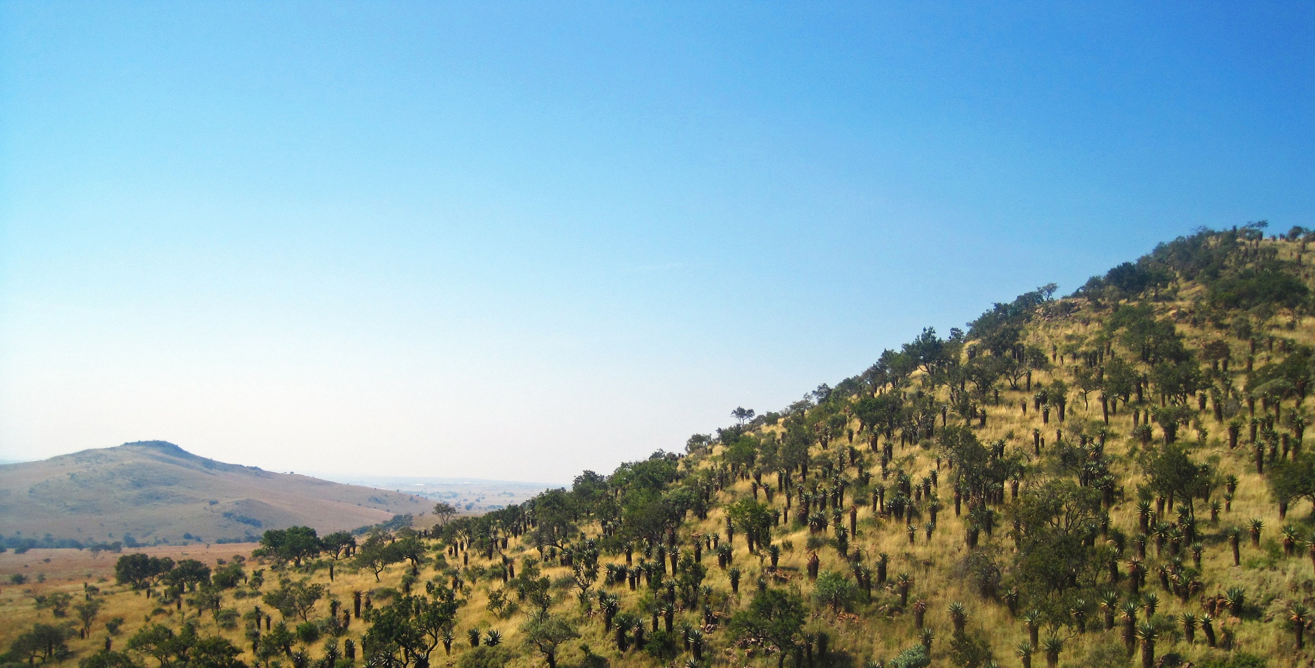 Zuid-Afrikaanse landschap met heuvel