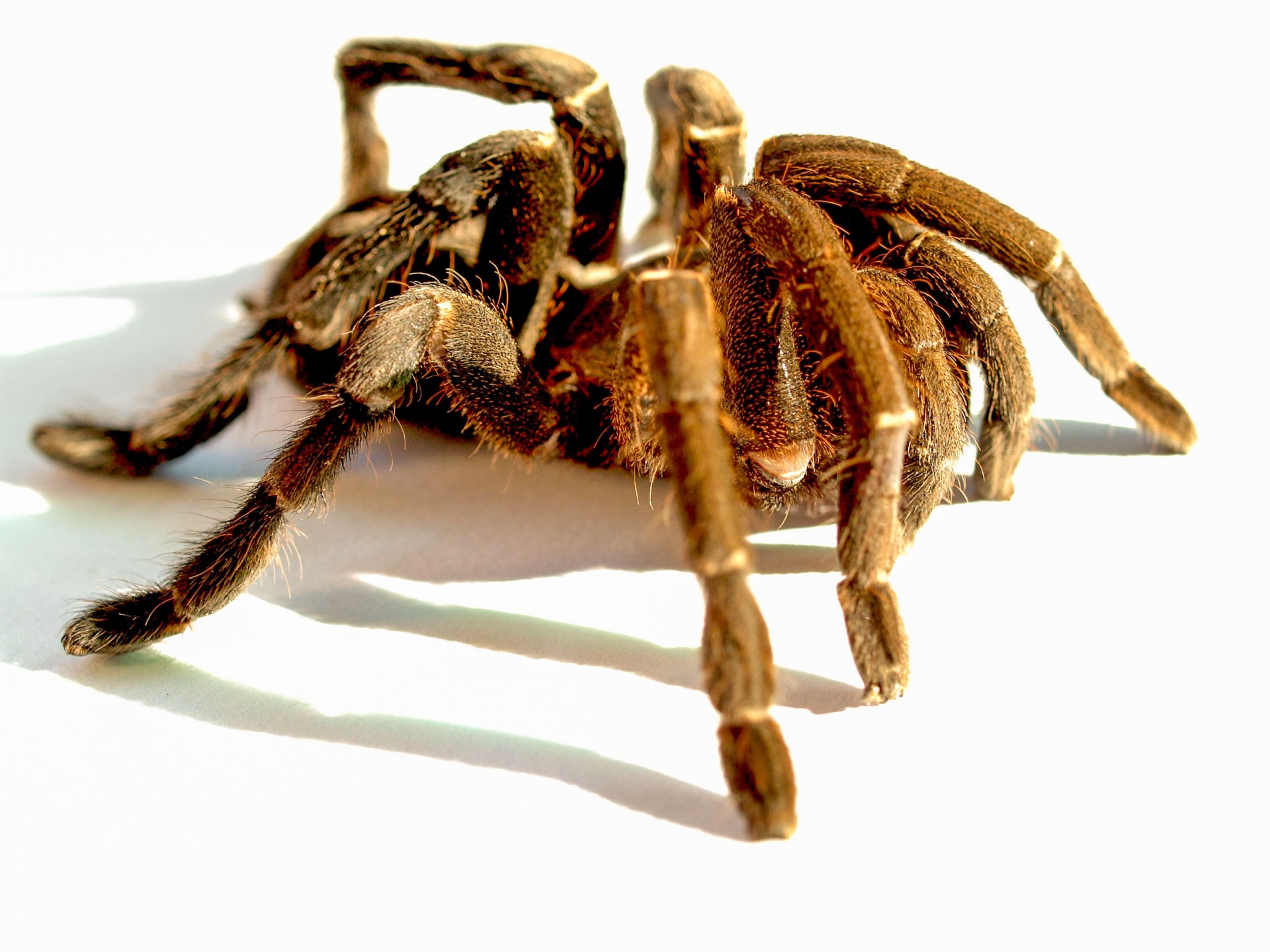 tarantula-spider-1588672351Dgf.jpg
