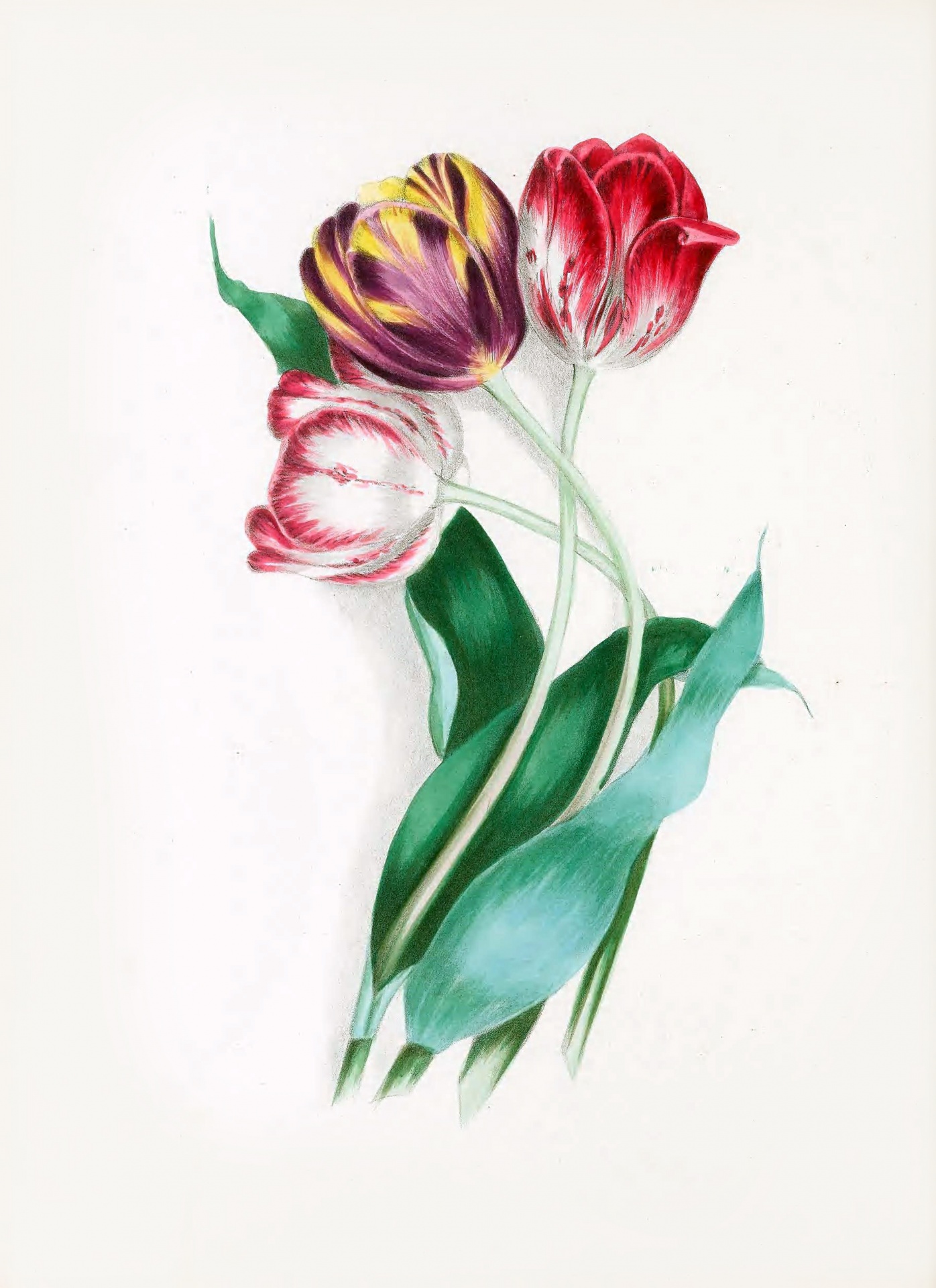 Tulips Vintage Art Nouveau Art Free Stock Photo - Public Domain Pictures