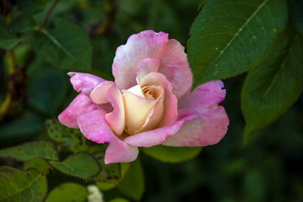 Pink Rose Bud Free Stock Photo - Public Domain Pictures