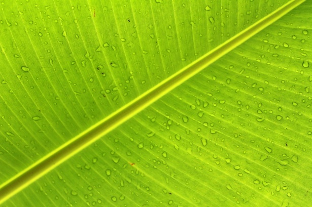 Leaf Banana Background Free Stock Photo - Public Domain Pictures