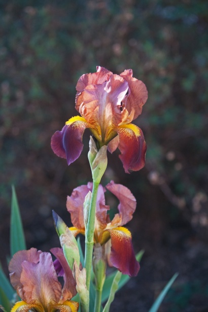 Flor de iris de color rosa en sol Stock de Foto gratis - Public Domain  Pictures