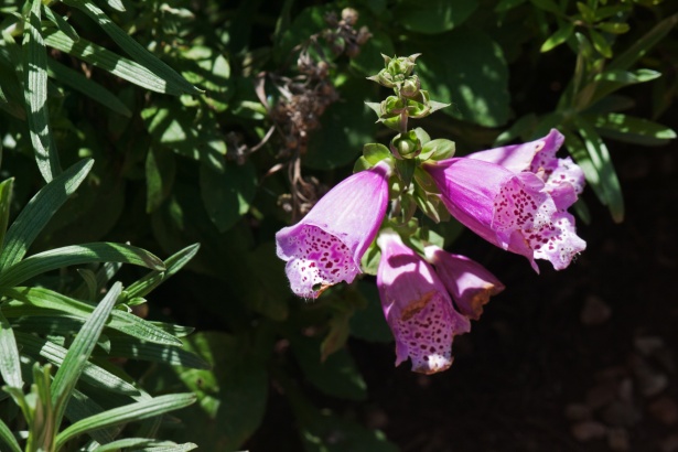 庭のピンクのジギタリスの花 無料画像 Public Domain Pictures