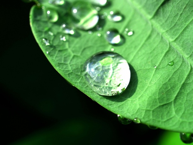Water Drop On Leaf Free Stock Photo - Public Domain Pictures