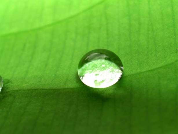 Water Drop On Leaf Stock Photos Free Stock Photo - Public Domain Pictures