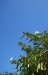 Acacia con flores blancas