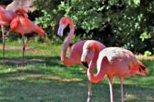 American Flamingos In Park
