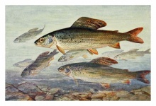 Grayling de pește de apă dulce vintage