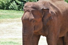 Asian Elephant Close-up