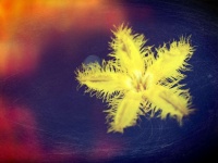 Beautiful flower in filter images