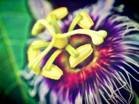 Vacker blomma i filterbilder