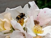 пчела на розах