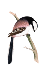 Vogel mees met lange staart
