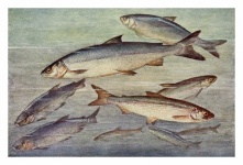 Vintage de peixes de peixe branco Blaufe