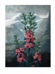 Arte da flor pintada vintage