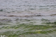 Brązowe algi pokryte plażą
