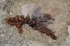Algas marrons na poça de pedra do mar