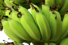 Bündel reifender Bananenbaum