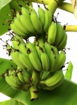 Cacho de árvore de bananas amadureciment