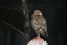 Burrowing Owl at Night