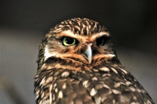 Burrowing Owl Close-up Portrait